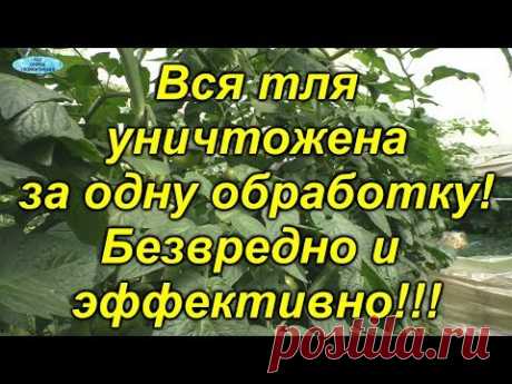 От этой обработки "осыпалась" вся тля!!! Действительно эффективный способ!