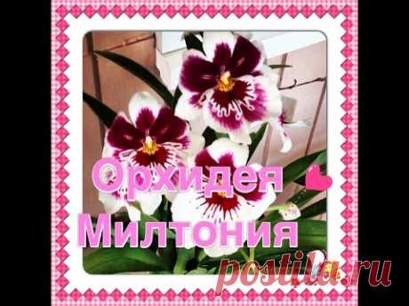 Орхидея МИЛЬТОНИЯ / Miltonia