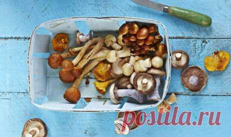 Чем полезны грибы

Многие ценят #грибы как кулинарный #деликатес, вносящий большое разнообразие в повседневное меню. 
Но грибы не только вкусны, они еще  обладают и бесчисленными преимуществами для здоровья.

Так чем же полезны грибы?