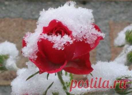 Морозостойкие сорта розы для зимовки без укрытия в северных регионах