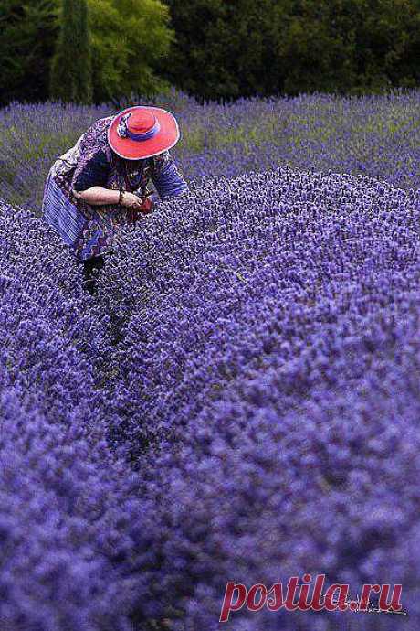 Provence Mon Amour