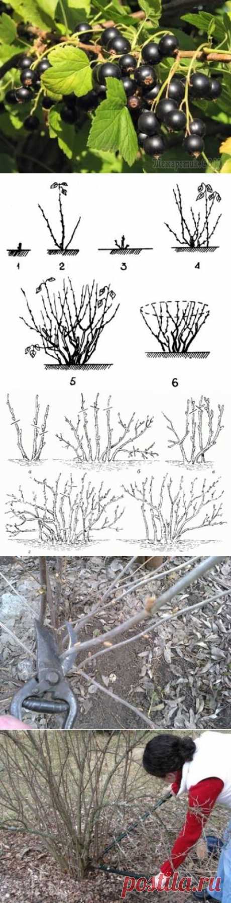 20 правил, которые необходимо соблюдать при обрезке смородины