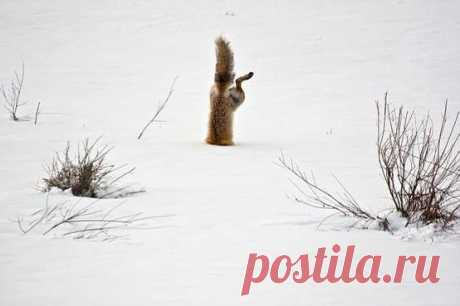 Green Renaissance
With his exceptional hearing a red fox has targeted a mouse hidden under 2 feet of crusted snow. Springing high in the air he breaks through the crusted spring snow with his nose and his body is completely vertical as he grabs the mouse under the snow.
Photo by - Micheal Eastman