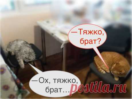 Для чего существуют коты: чтоб у людей от смеха болели животы (прикольные кото-фото) | Мой обожаемый кот | Яндекс Дзен