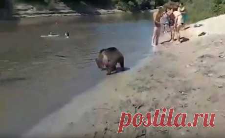 Америке не показывайте: медвежонок искупался в реке среди жителей Урюпинска