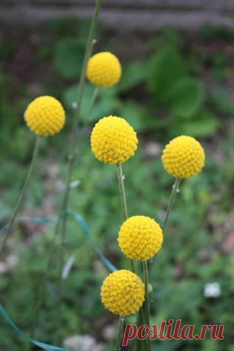 Краспедия - необычное растение родом из Австралии и Новой Зеландии.