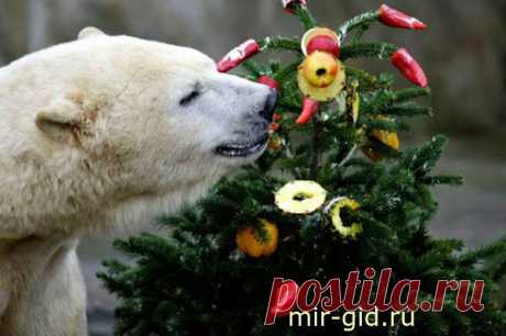 Медведи Берлинского зоопарка | mir-gid.ru