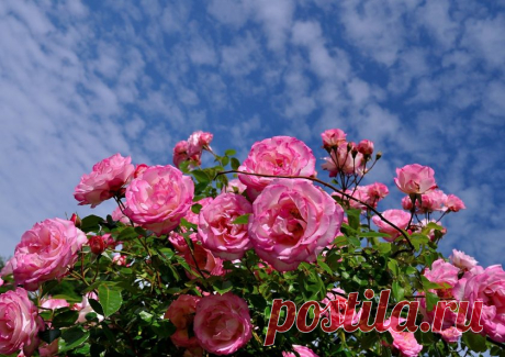 Как Вырастить Розы в Своем Саду - Краткая Энциклопедия (170 Фото)