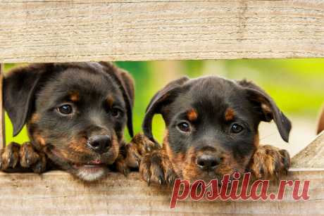 PetYourDog.com | Pet Your Dog | Cutie French Dog