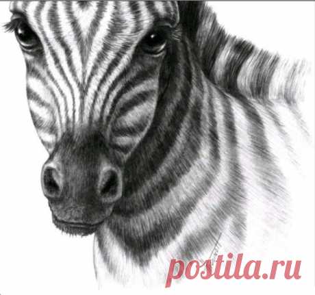 Рисунки животных для срисовки: фото 100 креативных идей