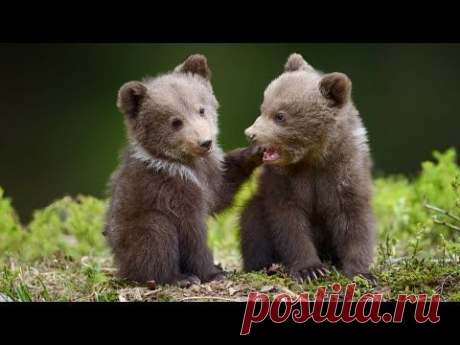 Beautiful Relaxing Music, Peaceful Soothing Instrumental Music, &quot;Mountain Meadow Bears&quot; by Tim Janis