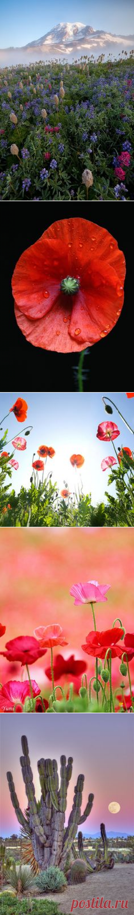 (1077) Poppies, Popcorn flowers, Lupine - California | California