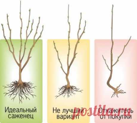 Как выбрать правильный саженец От худого семени не жди доброго племени, – поговорка на 100% процентов применима и к саженцам. Обычная история – приобрели саженец, посадили, любовно за ним ухаживали. А он возьми и подмерзни… Время потрачено впустую...