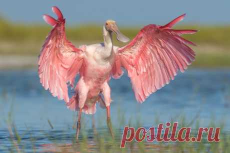 Roseate Spoonbill, Lee County, FL [Explore 14 October 2017] Drying the wings!