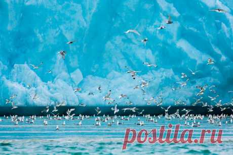 See Gulls at Monacobreen by Barbara Gugliotta – Beautiful Pictures