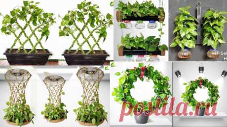 5 Ideas For Growing Money Plant/Money Plant Tree/Money Plant Decoration/Money Plant Ideas/GARDEN4U 5 Ideas For Growing Money Plant/Money Plant Tree/Money Plant Decoration/Money Plant Ideas/GARDEN4U#moneyplanttree #garden4u #moneyplant #hangingmoneyplant #m...