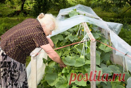 УРОЖАЙ ОГУРЦОВ ДО ПЕРВЫХ ЗАМОРОЗКОВ | Domosedkam.ru