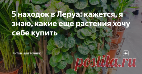 5 находок в Леруа: кажется, я знаю, какие еще растения хочу себе купить При очередном посещении Леруа Мерлен я присмотрел себе 5 новых растений, которые точно попадут в мой список "цветочных" желаний. Про них и пойдет речь в статье.