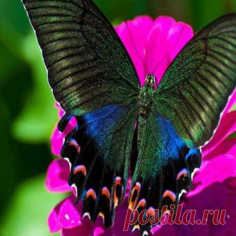 The Alpine Black Swallowtail (Papilio maackii) is a butterfly of the family Papilionidae. It is found in Asia, in Japan, China and South Korea.  |  Pinterest • Всемирный каталог идей