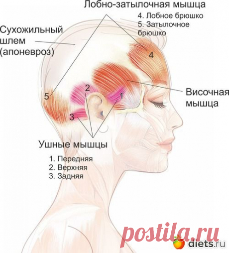 Мышцы свода черепа и их роль для сохранения подтянутого лица: Фейскультура: методы естественного омоложения: Группы - diets.ru