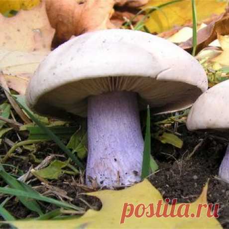 Рядовка лиловоногая (синяя ножка, синеножка): когда собирать, где растет гриб синий корень