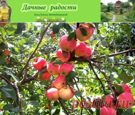 Сорта яблонь для вашего сада  - Дачные радости