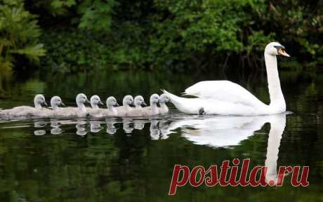,Beautiful family of Swans... | GRACEFUL SWANS