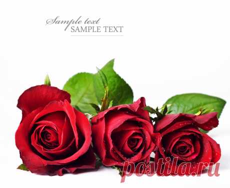 Rose 41327_ 花 写真 _Flower class_ Gallery Wallpaper_68Design