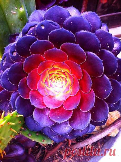 Floripondio Succulent | Flowers