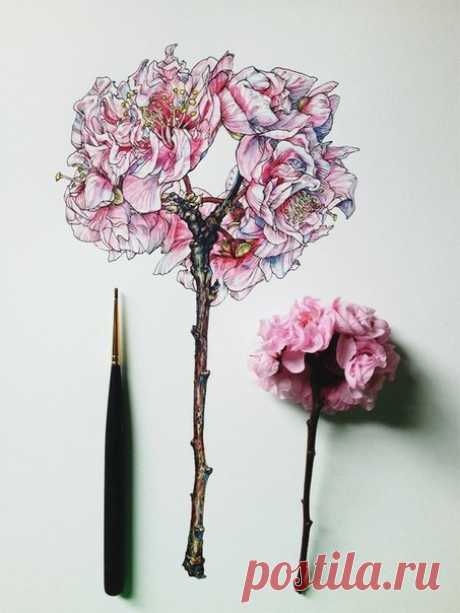 Красивый процесс иллюстрации цветов от Noel Badges Pugh