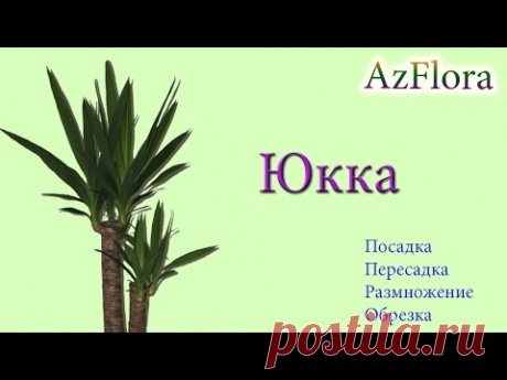 Юкка: уход, размножение, пересадка — Яндекс.Видео