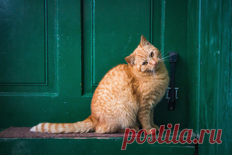Почему кошки любят лежать у порога входной двери | Приключения натуралиста | Яндекс Дзен