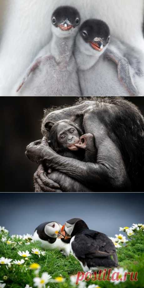 Шедевры звериной фотографии от National Geographic