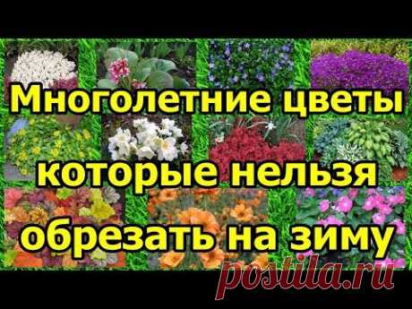 Многолетние цветы, которые НЕЛЬЗЯ обрезать на зиму.