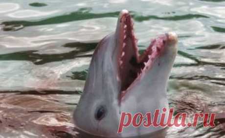 Не добрые и не милые: зачем дельфины убивают и насилуют купающихся людей