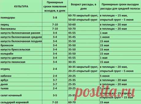 Рассада в марте: советы что сажать на рассаду в марте