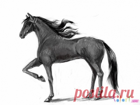 Рисуем лошадь — Сделай сам, идеи для творчества - DIY Ideas