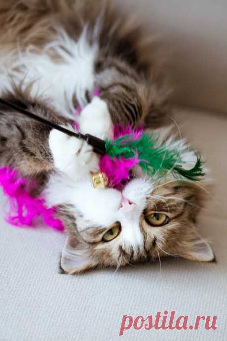 10 советов по воспитанию кошки | Meow gallery | Яндекс Дзен