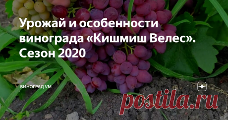 Урожай и особенности винограда «Кишмиш Велес». Сезон 2020 Урожай и описание винограда Кишмиш Велес