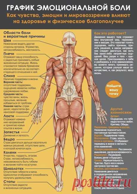 Семь сегментов мышечного панциря. График эмоциональной боли