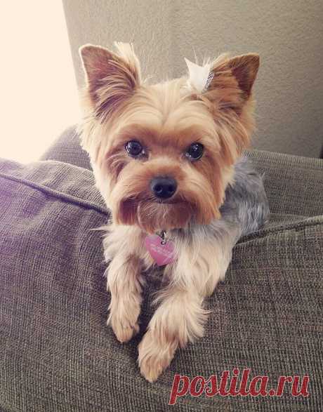 ShabbyMissJenn: After her haircut. #yorkies ...