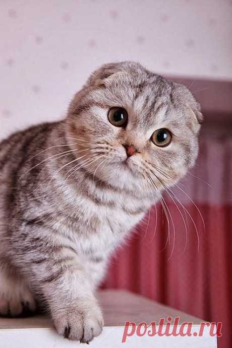 Scottish Fold Cat Temperament,Personality and Grooming - Annie Many