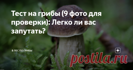 Тест на грибы (9 фото для проверки): Легко ли вас запутать? На этот раз мы не будем угадывать грибы, достаточно указать в комментариях число съедобных грибов! Только не спешите с ответом, внимательно присмотритесь к картинкам. На одном фото есть очень коварный гриб, даже профи может допустить ошибку.