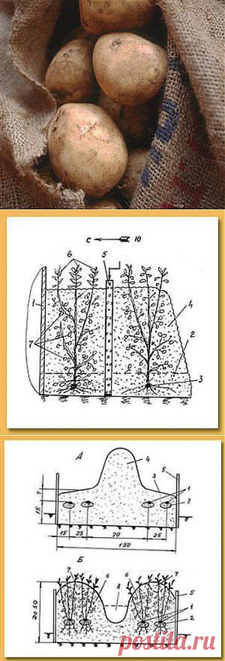 НАХОДКИ ДЛЯ УВЕЛИЧЕНИЯ УРОЖАЯ КАРТОФЕЛЯ.