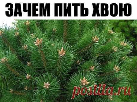 КАК СНЯЛА ОЧКИ? 
От неизвестного автора из инета: "Мне тогда было уже более 60. Я пила хвою сосны—она лечит многие болезни и улучшает зрение. Собирала в конце сентября хвою и в течение зимы готовила отвар из нее: 5 столовых ложек измельченных иголок хвои заливала 500 мл кипятка, выдерживала на водяной бане 20-30 минут, оставляла на ночь на плите. Утром процеживала и пила по столовой ложке 3-4 раза в день после еды. Пила две зимы. Раньше носила" очки + 3,5. Теперь вот уже много лет читаю без очк