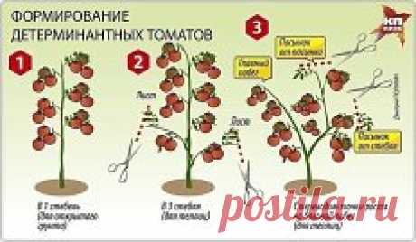 ПОМИДОРНАЯ НАУКА. ВАРИАНТЫ ФОРМИРОВАНИЯ ТОМАТНЫХ КУСТОВ
Сохраните, что бы не потерять!
Разбираемся с разными вариантами формирования томатных кустов
Как получить хороший урожай?
Когда читаешь статьи о пасынковании томатов, кажется, что они написаны на китайском языке. Вот, к примеру: «детерминантные томаты формируют с переводом точки роста на боковой побег». Буквы вроде русские, а смысл уловить практически невозможно. Нет, специалист, конечно, сразу поймет, о чем речь, а вот рядовые дачники пр