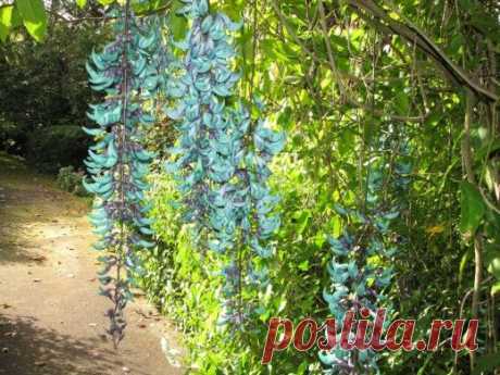 Нефритовая лоза — одно из самых редких растений в мире — Сад на подоконнике