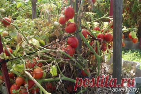 Нужен совет по сортам томатов: Группа Практикум садовода и огородника
