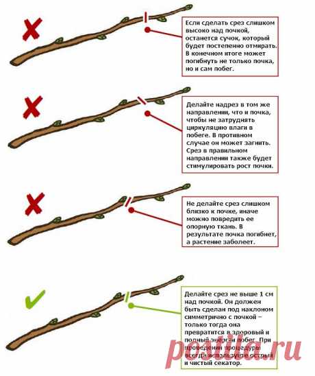 Как правильно обрезать ветку? | В саду (Огород.ru)
