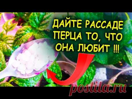 1/2 чайной ложки на литр воды и рассада перца растет в два раза быстрее! Чем подкормить рассаду.